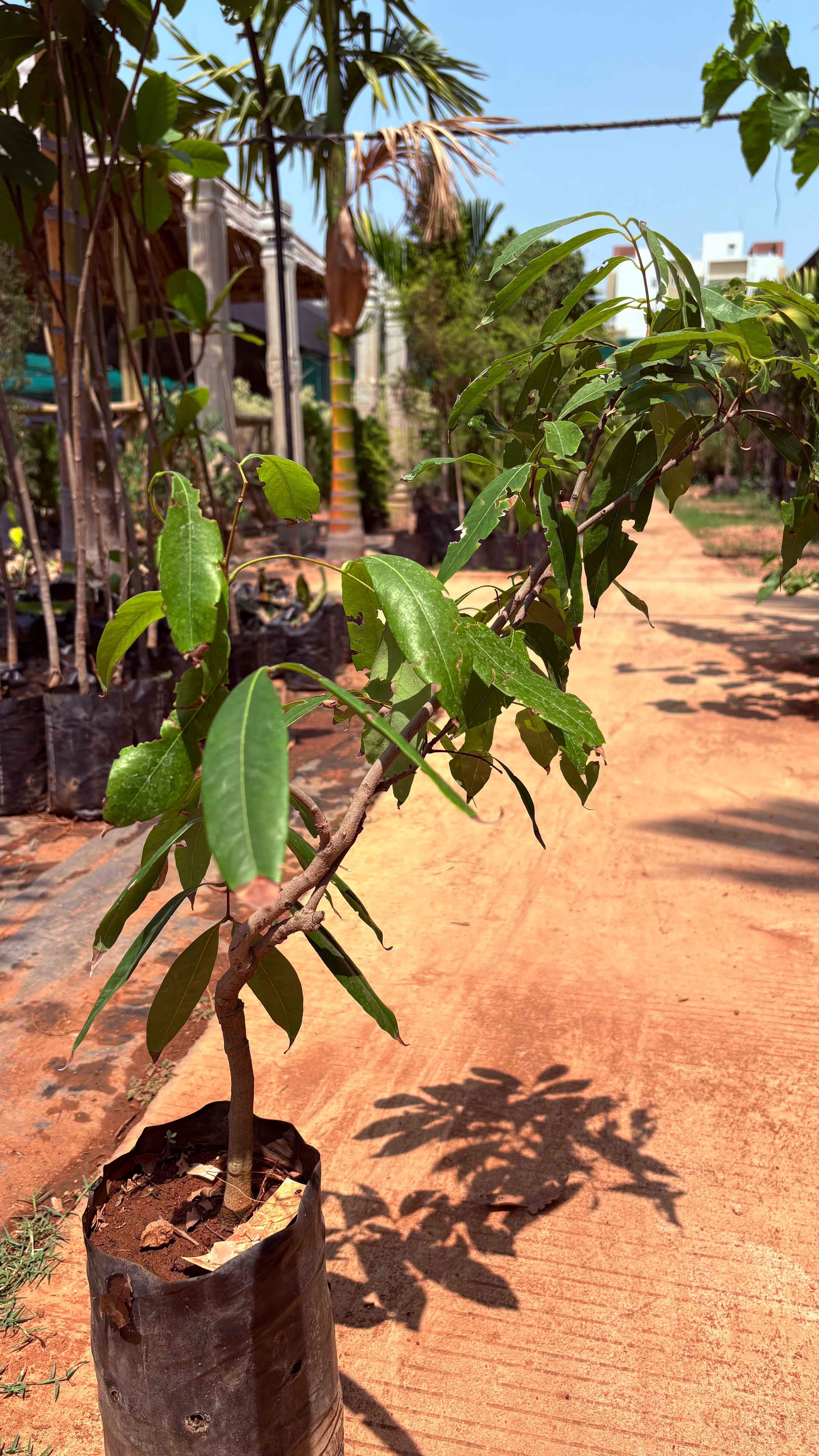 Mumbai litchi 